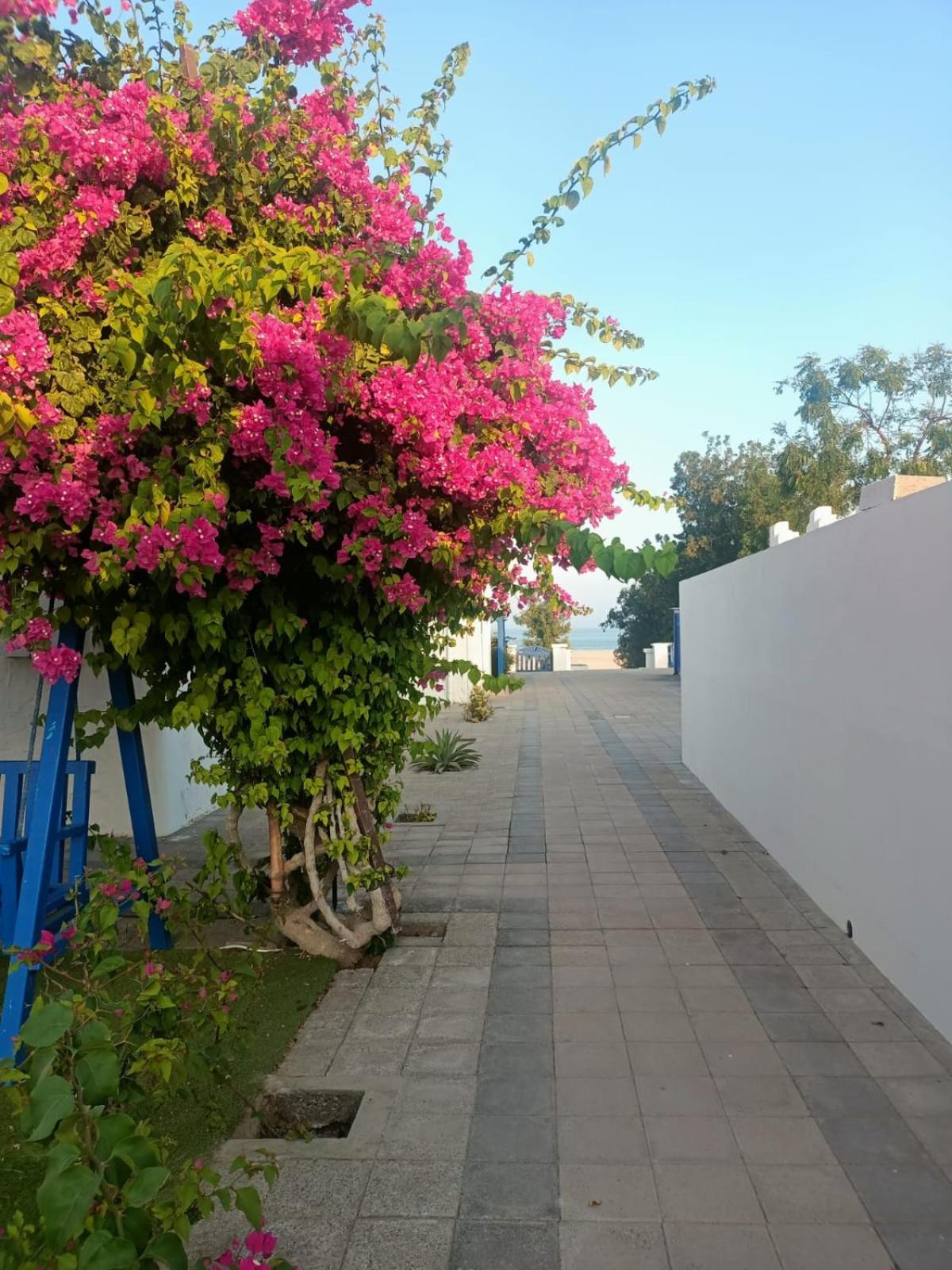 Al-Ashkhara Beach Resort منتجع شاطئ الأشخرة Asj Sjarqiyah Buitenkant foto